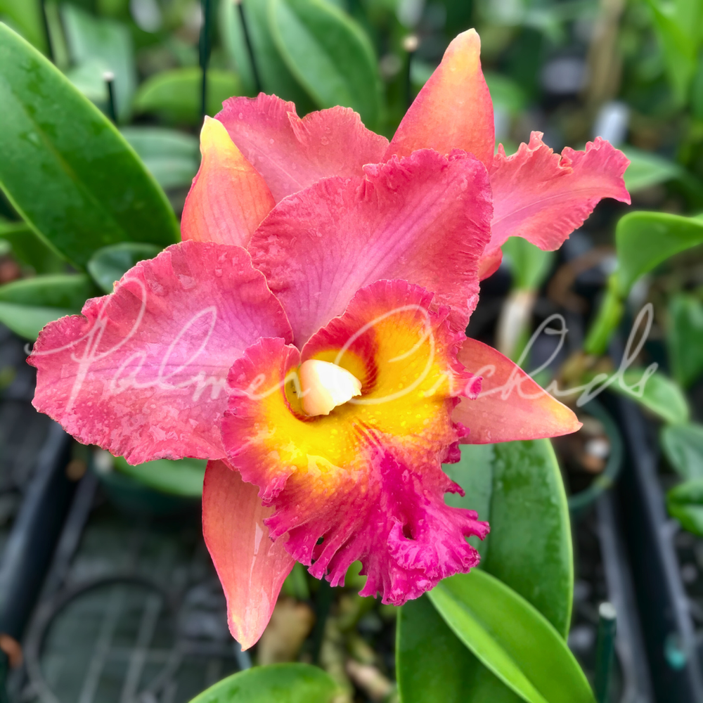 Rlc. Ryoko — Palmer Orchids